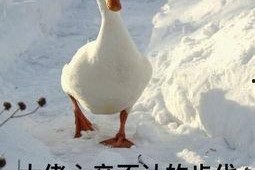 娱乐吃瓜酱鸭鸭视频下载,揭秘热门视频下载攻略