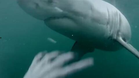娱乐吃瓜酱鲨鱼视频,揭秘鲨鱼视频背后的秘密与趣味