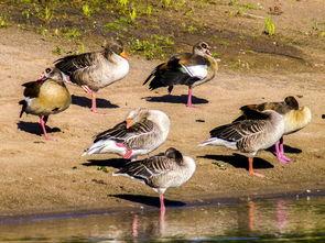 娱乐吃瓜鹅鸭视频