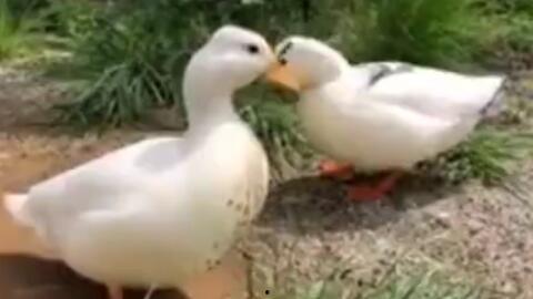 娱乐吃瓜鹅鸭视频