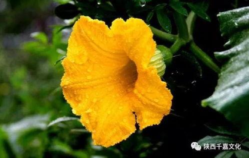 花花娱乐带你吃瓜