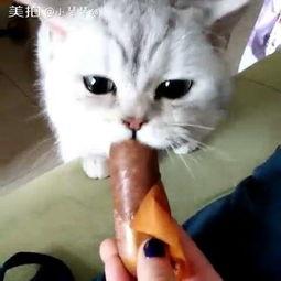 娱乐吃瓜喵喵喵