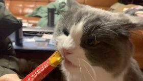 娱乐吃瓜喵喵喵